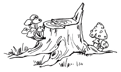 Иллюстрация к книге — Пальчиковые игры для детей от года до трех лет [i_014.jpg]