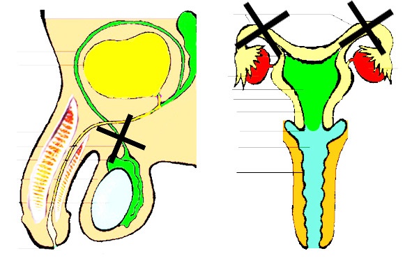 Иллюстрация к книге — Половое воспитание детей и подростков [image11_55f689b44b46621515a73a5d_jpg.jpg]
