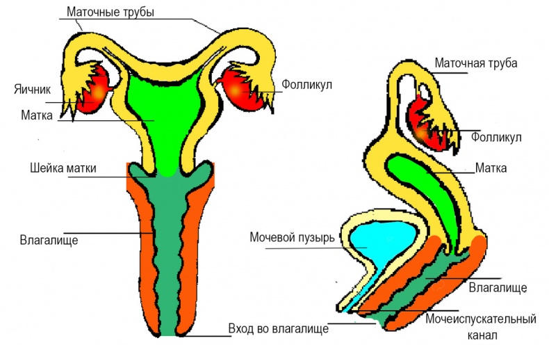 Иллюстрация к книге — Половое воспитание детей и подростков [image3_55f688124b46621515a739da_jpg.jpg]