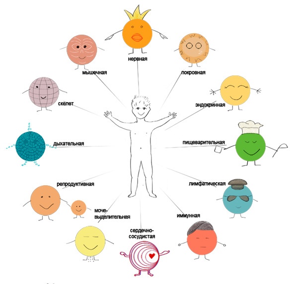 Иллюстрация к книге — Как я устроен [i_002.jpg]
