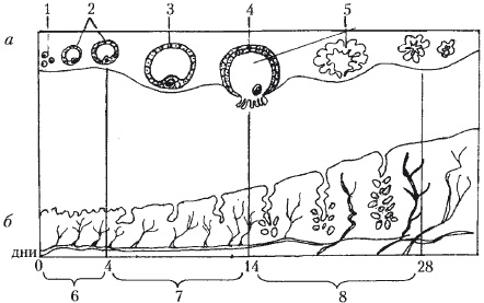 Иллюстрация к книге — Расскажите дочке, как... Откровенно о сокровенном [i_002.jpg]