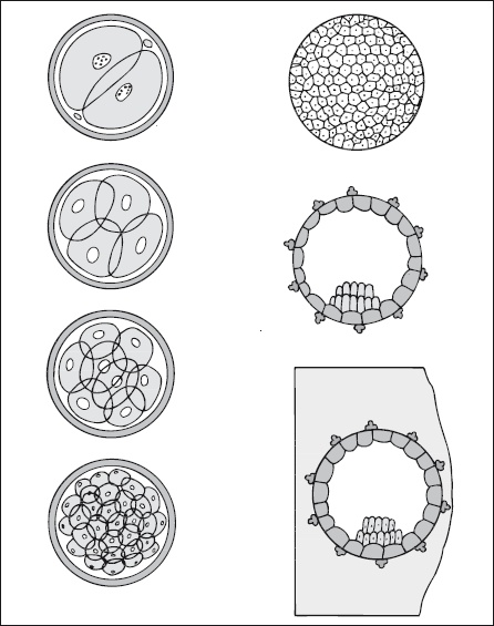 Иллюстрация к книге — Самая важная российская книга мамы. Беременность. Роды. Первые годы [i_041.jpg]