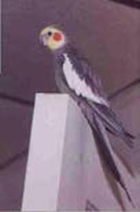 Иллюстрация к книге — Мост через пропасть. Создание тематических фотокнижек: творческий союз особого ребёнка и его окружения [_085_1.jpg]