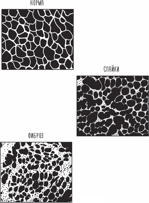 Иллюстрация к книге — Благодарный позвоночник. Как навсегда избавить его от боли. Домашняя кинезиология [_05.jpg]