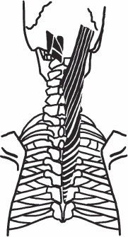 Иллюстрация к книге — Благодарный позвоночник. Как навсегда избавить его от боли. Домашняя кинезиология [_14.jpg]