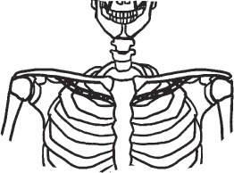 Иллюстрация к книге — Благодарный позвоночник. Как навсегда избавить его от боли. Домашняя кинезиология [_20.jpg]