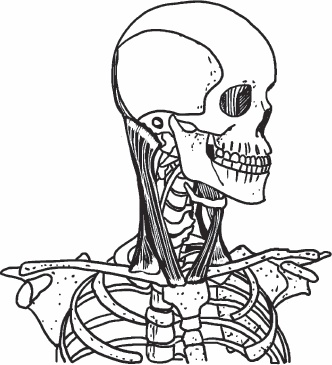 Иллюстрация к книге — Благодарный позвоночник. Как навсегда избавить его от боли. Домашняя кинезиология [_21.jpg]