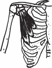 Иллюстрация к книге — Благодарный позвоночник. Как навсегда избавить его от боли. Домашняя кинезиология [_33.jpg]