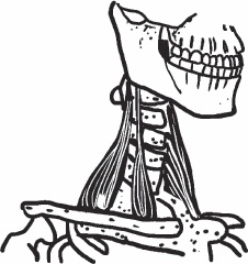 Иллюстрация к книге — Благодарный позвоночник. Как навсегда избавить его от боли. Домашняя кинезиология [_37.jpg]