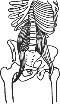 Иллюстрация к книге — Благодарный позвоночник. Как навсегда избавить его от боли. Домашняя кинезиология [_44.jpg]