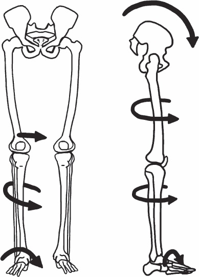 Иллюстрация к книге — Благодарный позвоночник. Как навсегда избавить его от боли. Домашняя кинезиология [_59.jpg]