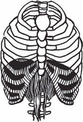 Иллюстрация к книге — Благодарный позвоночник. Как навсегда избавить его от боли. Домашняя кинезиология [_78.jpg]