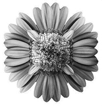 Иллюстрация к книге — Начало бесконечности. Объяснения, которые меняют мир [i_046.jpg]