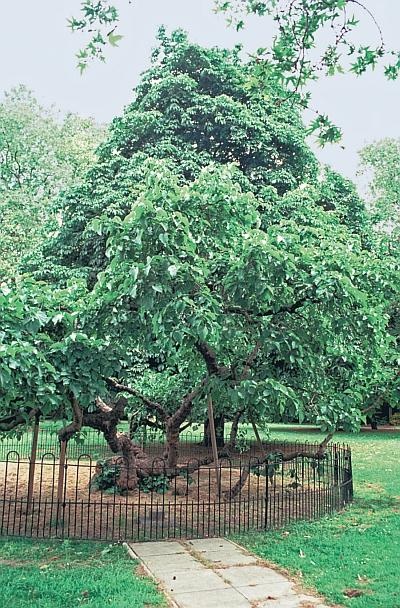 Иллюстрация к книге — Русский Лондон [_100.jpg]