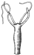 Иллюстрация к книге — Фрукторианство. Новый взгляд на эволюцию питания человека [_014.jpg]