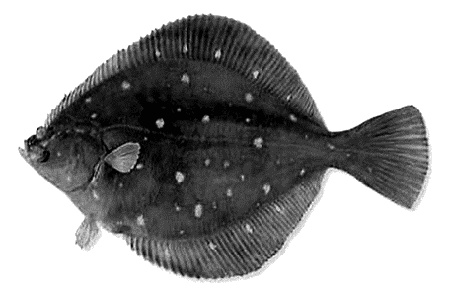 Иллюстрация к книге — Фрукторианство. Новый взгляд на эволюцию питания человека [_015.jpg]