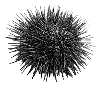 Иллюстрация к книге — Фрукторианство. Новый взгляд на эволюцию питания человека [_016.jpg]