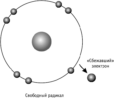 Иллюстрация к книге — Фрукторианство. Новый взгляд на эволюцию питания человека [_037.jpg]