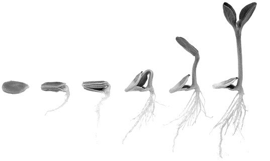 Иллюстрация к книге — Фрукторианство. Новый взгляд на эволюцию питания человека [_110.jpg]