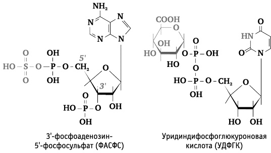 Иллюстрация к книге — Фрукторианство. Новый взгляд на эволюцию питания человека [_176.jpg]