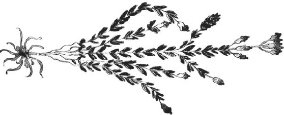 Иллюстрация к книге — Танго смерти [_13.jpg]