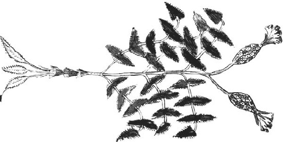 Иллюстрация к книге — Танго смерти [_18.jpg]