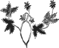 Иллюстрация к книге — Танго смерти [_31.jpg]