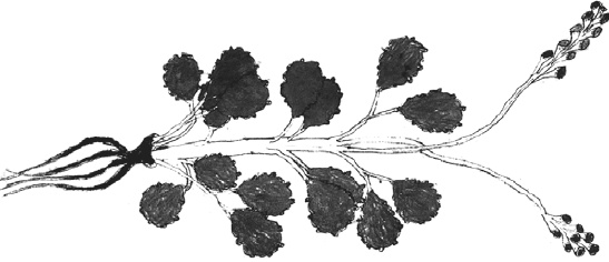 Иллюстрация к книге — Танго смерти [_42.jpg]