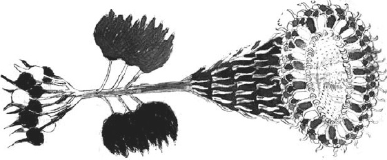 Иллюстрация к книге — Танго смерти [_48.jpg]