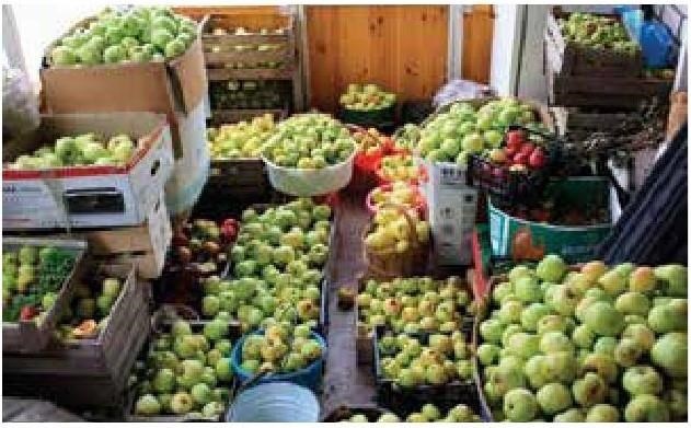 Иллюстрация к книге — Рабочий календарь дачника, или Рабочие будни на даче [b00000023.jpg]