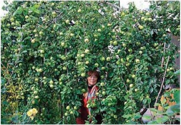 Иллюстрация к книге — Рабочий календарь дачника, или Рабочие будни на даче [b00000036.jpg]