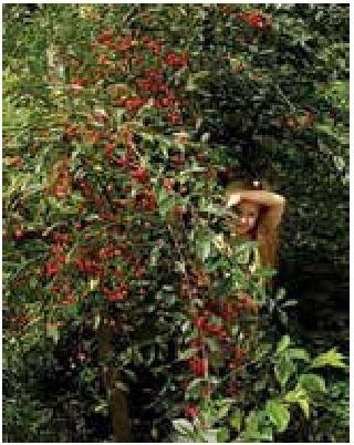 Иллюстрация к книге — Рабочий календарь дачника, или Рабочие будни на даче [b00000059.jpg]