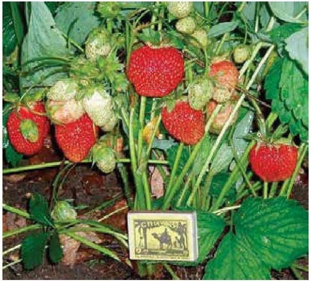 Иллюстрация к книге — Рабочий календарь дачника, или Рабочие будни на даче [b00000123.jpg]