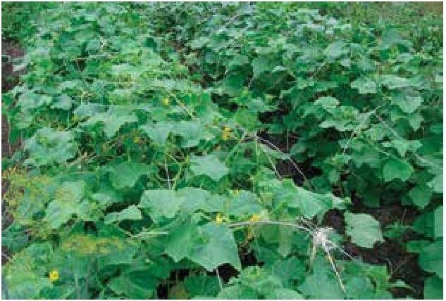 Иллюстрация к книге — Рабочий календарь дачника, или Рабочие будни на даче [b00000130.jpg]