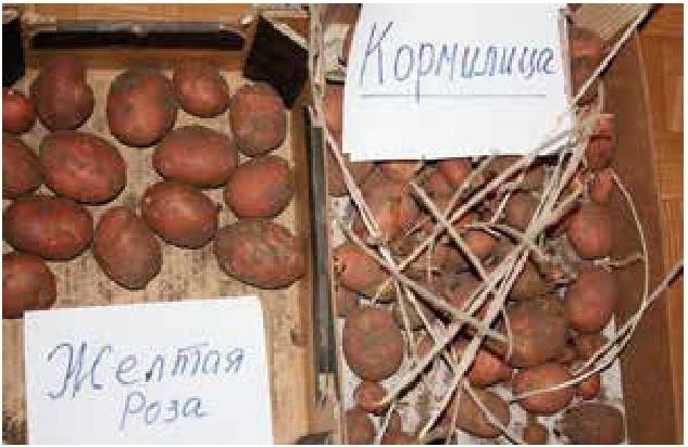 Иллюстрация к книге — Рабочий календарь дачника, или Рабочие будни на даче [b00000346.jpg]