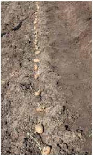 Иллюстрация к книге — Рабочий календарь дачника, или Рабочие будни на даче [b00000392.jpg]