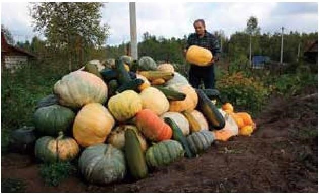 Иллюстрация к книге — Рабочий календарь дачника, или Рабочие будни на даче [b00000418.jpg]