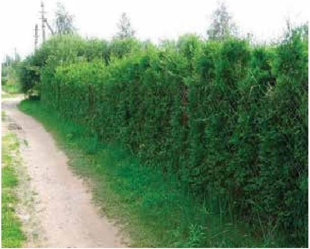 Иллюстрация к книге — Рабочий календарь дачника, или Рабочие будни на даче [b00000428.jpg]