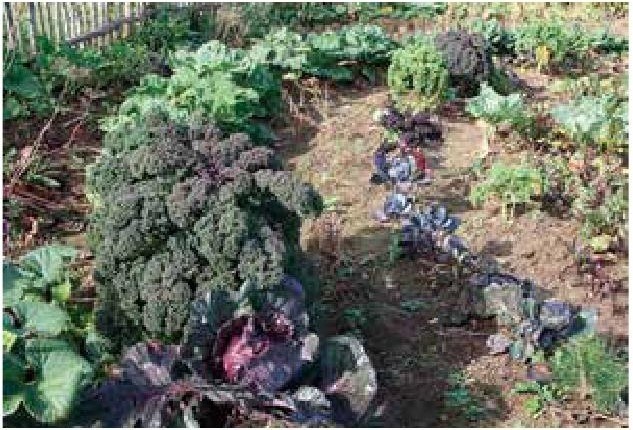 Иллюстрация к книге — Рабочий календарь дачника, или Рабочие будни на даче [b00000550.jpg]