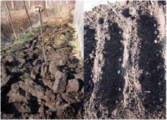 Иллюстрация к книге — Рабочий календарь дачника, или Рабочие будни на даче [b00000557.jpg]