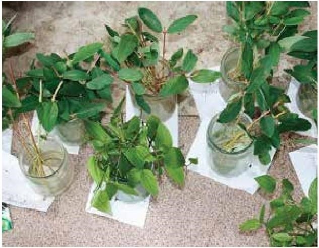 Иллюстрация к книге — Рабочий календарь дачника, или Рабочие будни на даче [b00000621.jpg]