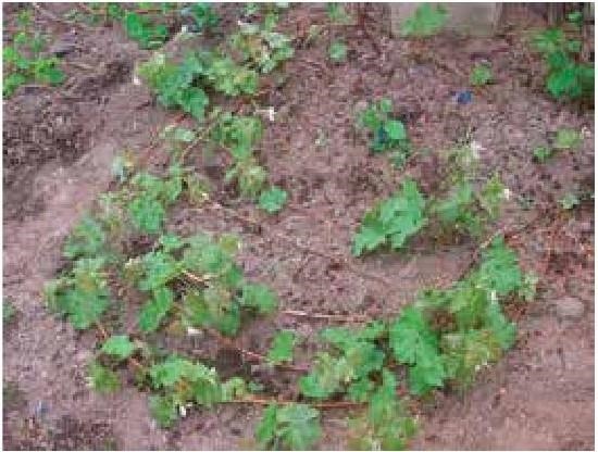 Иллюстрация к книге — Рабочий календарь дачника, или Рабочие будни на даче [b00000625.jpg]