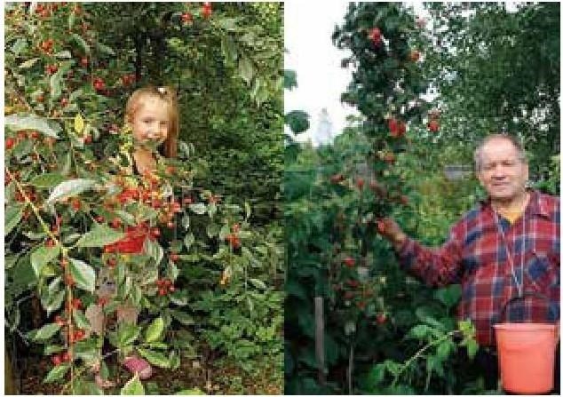 Иллюстрация к книге — Рабочий календарь дачника, или Рабочие будни на даче [b00001130.jpg]