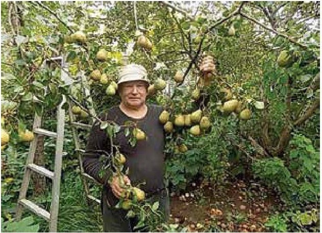 Иллюстрация к книге — Рабочий календарь дачника, или Рабочие будни на даче [b00001232.jpg]