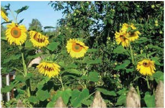 Иллюстрация к книге — Рабочий календарь дачника, или Рабочие будни на даче [b00001268.jpg]