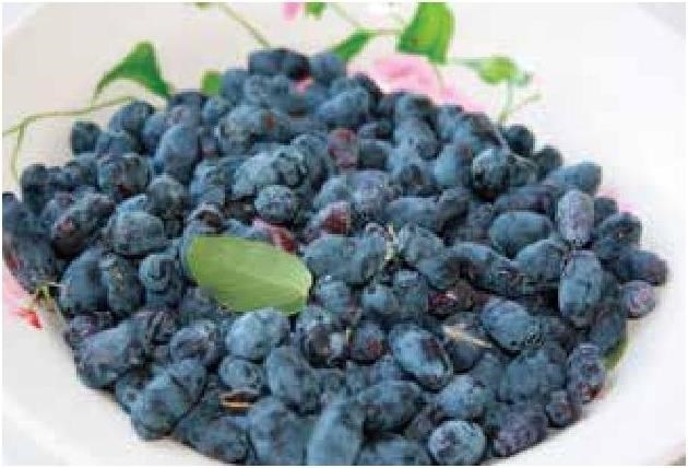 Иллюстрация к книге — Рабочий календарь дачника, или Рабочие будни на даче [b00001387.jpg]