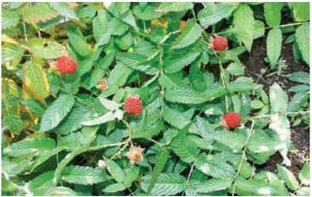 Иллюстрация к книге — Рабочий календарь дачника, или Рабочие будни на даче [b00001388.jpg]