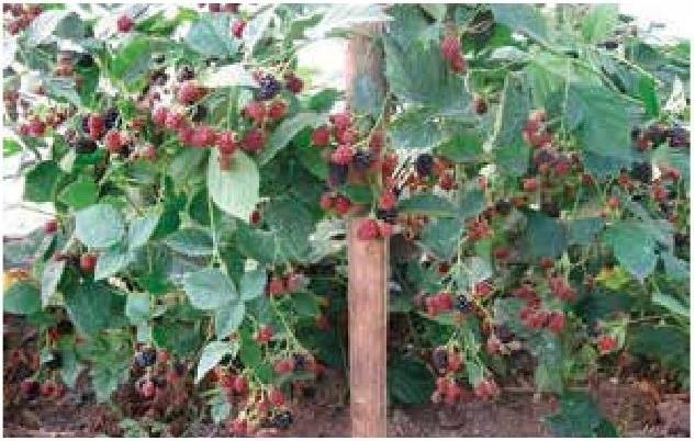 Иллюстрация к книге — Рабочий календарь дачника, или Рабочие будни на даче [b00001389.jpg]