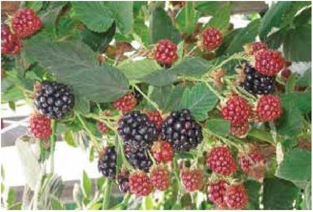 Иллюстрация к книге — Рабочий календарь дачника, или Рабочие будни на даче [b00001391.jpg]