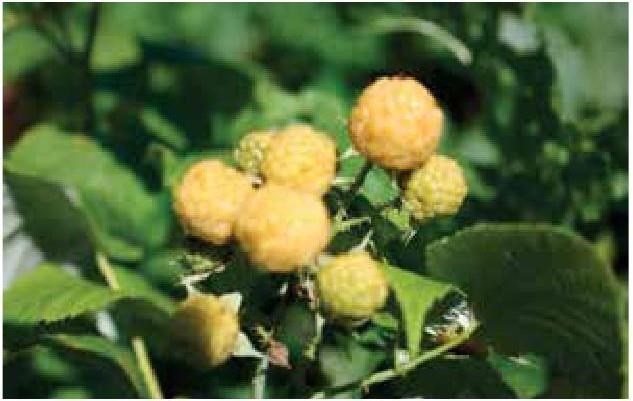 Иллюстрация к книге — Рабочий календарь дачника, или Рабочие будни на даче [b00001393.jpg]